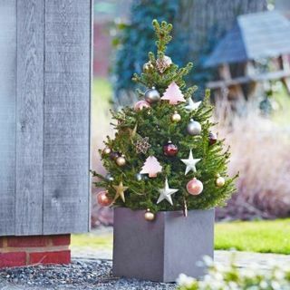 ताजा क्रिसमस ट्री - 60-80 सेंटीमीटर नॉर्वे स्पूस - विल्स बौना + IMMEDIATE DELIVERY के लिए
