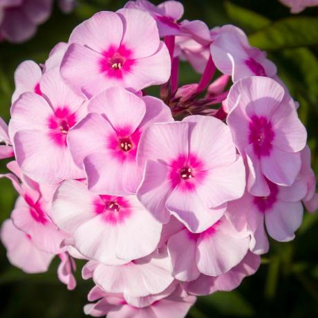 बढ़ते कटे हुए फूल वार्षिक phlox