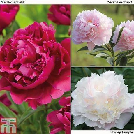 Peony संग्रह Paeonia lactifloraHerbaceous peony