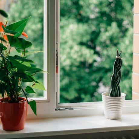 खुली खिड़की के साथ खिड़कियों पर पौधे लगाए