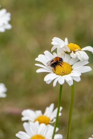 एक मधुमक्खी साउथलैंड्स, स्टॉकटन ऑन टीज़, यॉर्कशायर, यूके के घास के मैदानों के बीच एक सफेद अंग्रेजी डेज़ी को परागित करती है