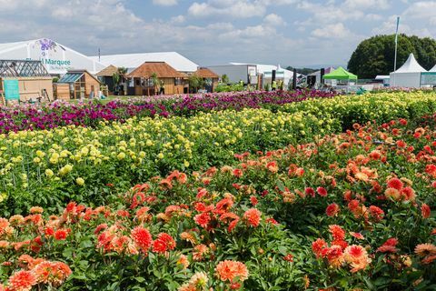 RHS Tatton Park Flower Show 2019 में डहलियास