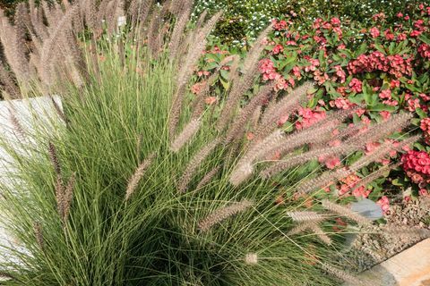 Pennisetum - सजावटी घास