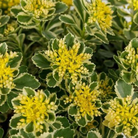 chelsea फूल एक दशक के शॉर्टलिस्ट के 2020 पौधे को दिखाते हैं