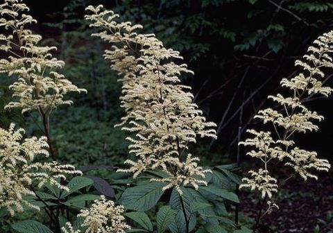 उष्णकटिबंधीय पौधों-rodgersia-पिन्नाटा