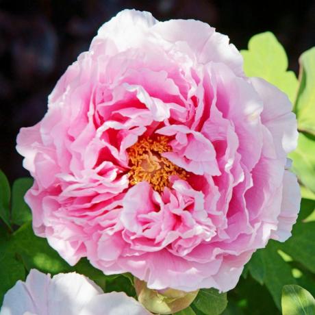 बढ़ते कटे हुए फूल peony