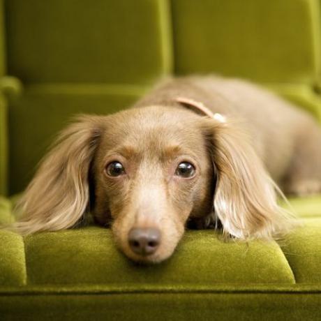 dachshund, सोफे पर कुत्ता