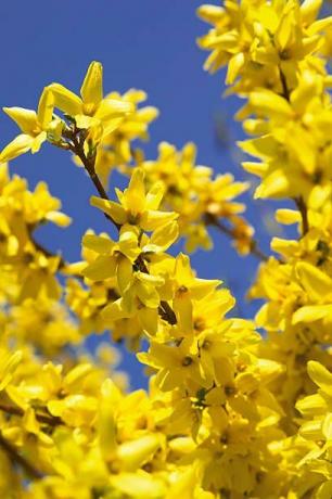 खिलने में forsythia