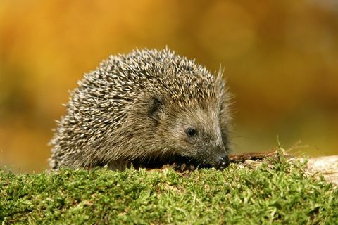 hedgehog erinaceus europaeus सड़क पर, ऊपर