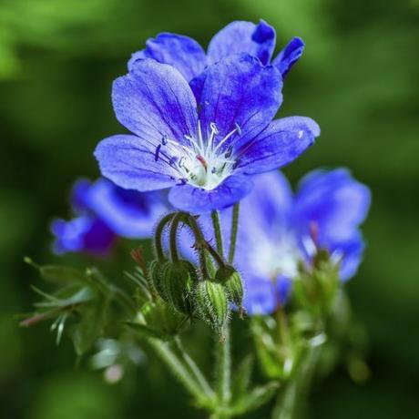 geraniums