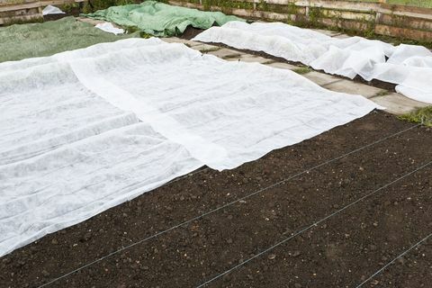 एक बगीचे में ठंढ सुरक्षा चादरें: सफेद बुने हुए सिंथेटिक ऊन एक लंबे वसंत ठंढ के दौरान निविदा युवा सब्जी पौधों को कवर करते हैं।