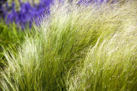 सजावटी घास Stipa (syn। नसेला) तेनुसीमा