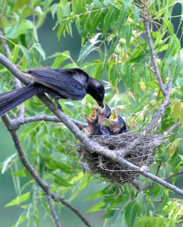 पेड़ में भोजन करने वाले पक्षी