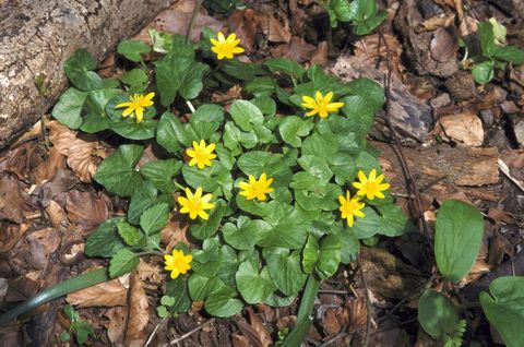 कम clandine ranunculus ficaria