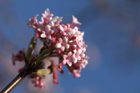 Viburnum x bodnantense डॉन के गुलाबी फूल