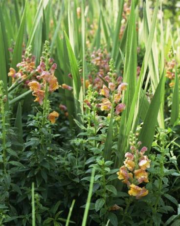 snapdragons