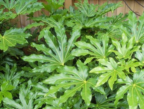 उष्णकटिबंधीय पौधों-fatsia-जापोनिका