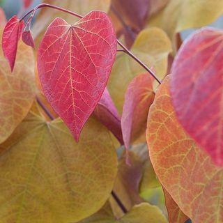 Cercis Canadensis 'अनन्त ज्वाला'®