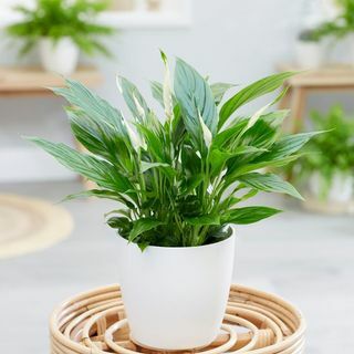 Spathiphyllum Wallisii 'बेलिनी'