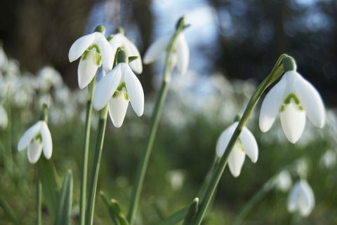 snowdrops