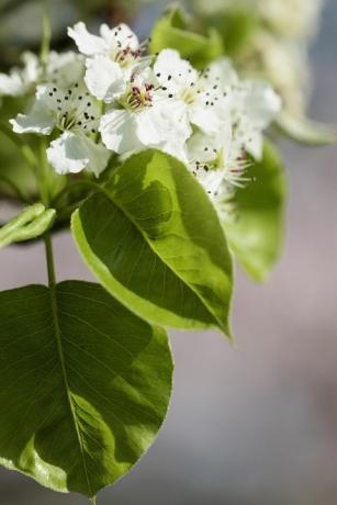 नाशपाती, Callery नाशपाती Chanticleer, Pyrus calleryana Chanticleer, पेड़ पर सफेद फूल।