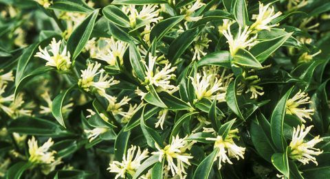 रंग-इन-अपने-बगीचे sarcococca-confusa