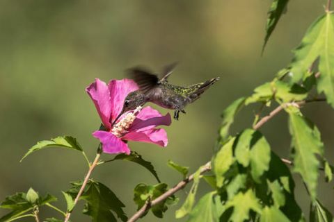 एक हमिंगबर्ड अमृत फूल या पराग इकट्ठा करने वाले गुलाब के फूल के चारों ओर उड़ता है