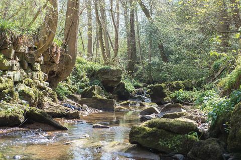 उत्तर यॉर्कशायर में बिक्री के लिए कुटीर