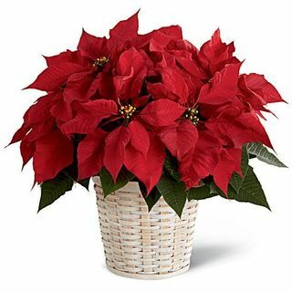 लाल Poinsettia संयंत्र 