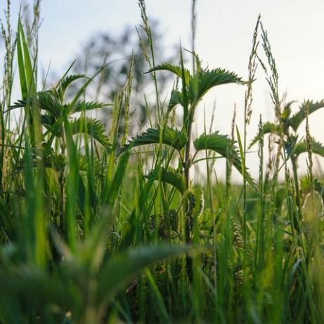 सॉफ्ट बोकेह के साथ खेत में बिछुआ का पौधा हरे रंग की प्राकृतिक पृष्ठभूमि चयनित फोकस विस्तृत चित्र