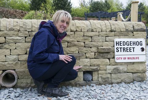 ब्रिटेन में पहला स्थायी हेजहोग स्ट्रीट गार्डन RHS Harlow Carr, North Yorkshire में अनावरण किया गया है