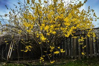 forsythia, सुनहरे बेल के फूल