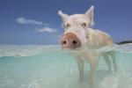 बहामा में प्रसिद्ध तैराकी सूअरों ने पर्यटकों को दे दी शराब के बाद मृत