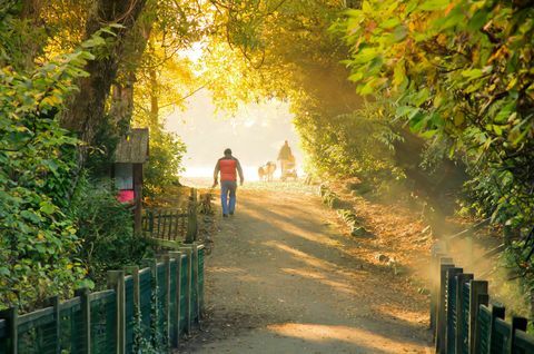 कुत्तों का चलना