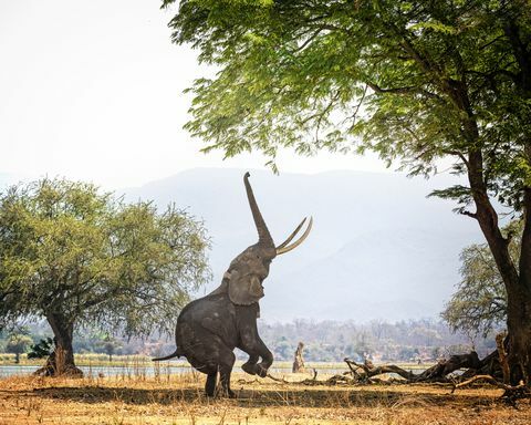 जिम्बाब्वे के मन ताल में दो पैरों पर अफ्रीकी हाथी बोसवेल