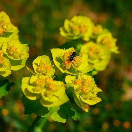 एक जंगली फूल पर एक चींटी की खूबसूरत तस्वीर