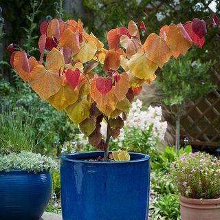 Cercis Canadensis 'अनन्त ज्वाला'®