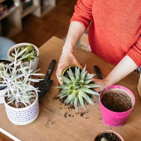 कैसे एक संयंत्र को पुन: पेश करने, पौधों को repotting, महिला फूलों की प्रतिकृति, ऊपर से देखें