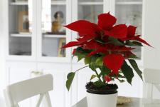 पॉइन्सेटिया देखभाल: क्रिसमस फूल के बारे में जानने योग्य सब कुछ
