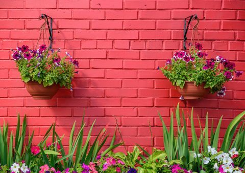 गुलाबी दीवार के खिलाफ फूल - फांसी की टोकरी