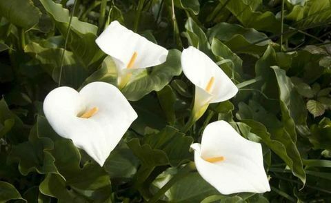 उष्णकटिबंधीय पौधों-zantedeschia-aethiopica