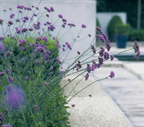 समकालीन-बगीचे डिजाइन verbena