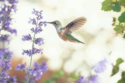 बैंगनी फूलों पर एक चिड़ियों खिला की चौकोर छवि