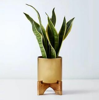 Sansevieria टिन लकड़ी के स्टैंड के साथ