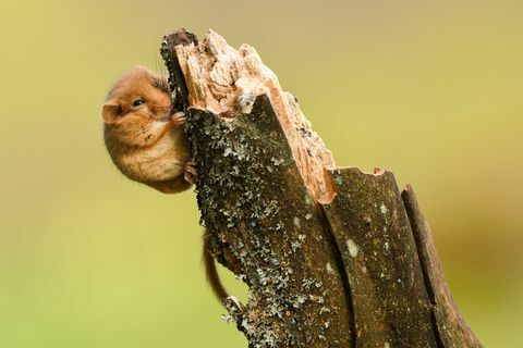 हेज़ल डॉरमाउस / मस्कर्डिनस एवेलेनारियस